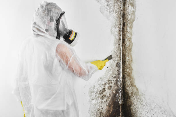 Best Attic Mold Removal  in Centerville, OH
