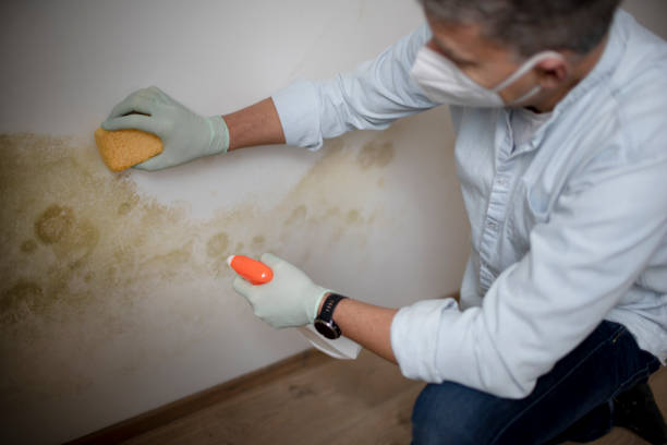 Best Emergency Mold Removal  in Centerville, OH