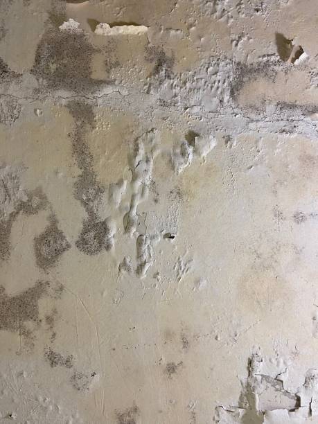 Best Mold Cleaning Services  in Centerville, OH