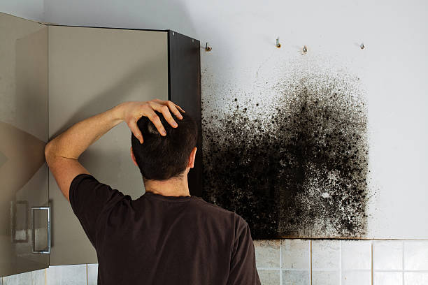 Best Home Mold Removal  in Centerville, OH
